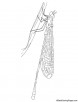 Dragonfly insect coloring page