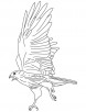 Red tailed hawk coloring page