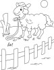 Sheep Coloring Page