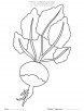 Turnip coloring page