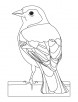 Common chaffinch coloring page