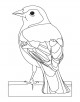 Finch Bird Coloring Page