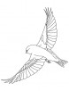 Finches flying coloring page