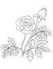 Rose with bud coloring page