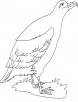 A cute albatross bird coloring page