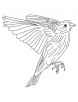 American Goldfinch coloring page