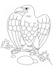 Bald eagle coloring page
