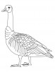Barren goose coloring page
