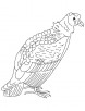 California Condor bird coloring page