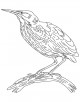 Bittern bird coloring page
