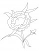 Colombian flower coloring page