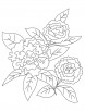 Dianthus caryophyllus coloring page