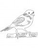 Domestic canary coloring page