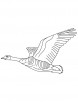 Domestic goose flying coloring page