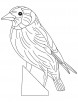 Eastern goldfinch coloring page