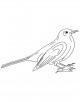 Common Blackbird Coloring Page