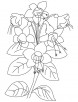 Flower of fuchsia plant coloring page