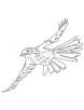Flying brown thrasher coloring page