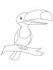 Fruit eating toucan coloring page