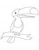 Toco Toucan Coloring Page