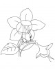 Fuchsia Flower Coloring Page