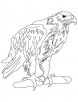 Golden eagle coloring page