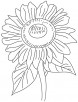 Helianthus flower coloring page