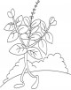 Basil Plant Coloring Page