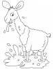 Llama in playful mood coloring page
