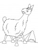 Llama in the field coloring page