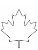 Maple leaf coloring page