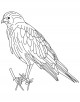 Hawk Bird Coloring Page