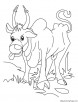 Ox searching for corn coloring page