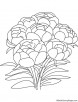 Peony flowers coloring page