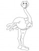 Somali ostrich coloring page