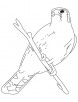 Sparrow hawk coloring page