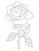 The National Flower Rose