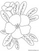 Thrum flower of primrose coloring page
