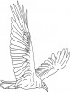 Vulture soaring coloring page