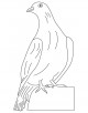 Dove Coloring Page