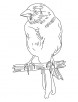 Yellow canary coloring page