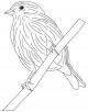 Goldfinch Bird Coloring Page