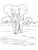 African elephant coloring page