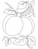 Pair of apricot coloring pages