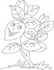 Basil Plant Coloring Page