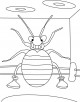 Bed Bug coloring page