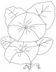 Bindweed flower Coloring Page