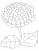 Big chrysanthemum coloring page