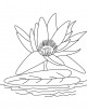 Water Lily Flowers Coloring Page