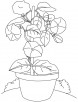 Bindweed flowers pot coloring page
